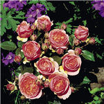 THE DUCHESS OF CORNWALL (hybrid tea)